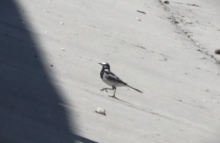 White Wagtail (Black-backed) - ML621684385