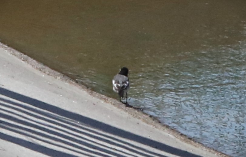 White Wagtail (Black-backed) - ML621684387