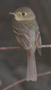 Western Flycatcher - ML621684396