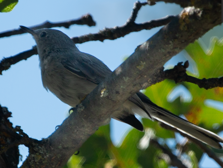 Blue-gray Gnatcatcher - ML621684416