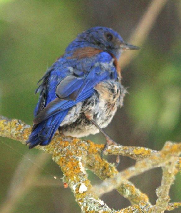 Western Bluebird - ML621684422