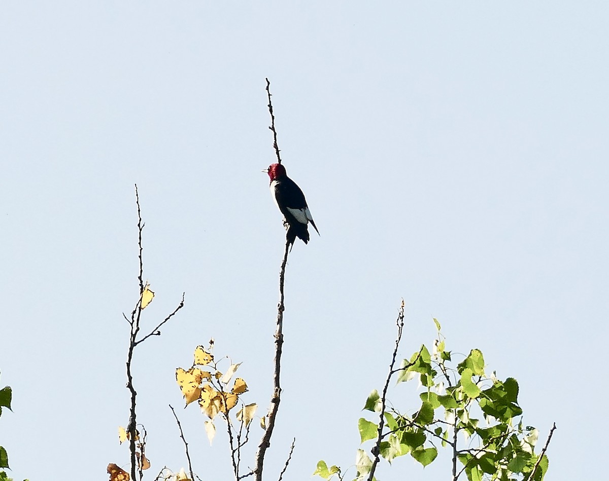 Red-headed Woodpecker - ML621684441