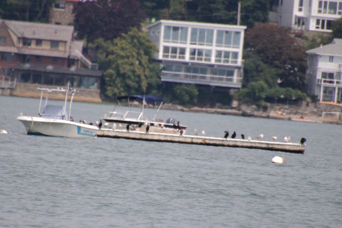 Kulaklı Karabatak - ML621684445