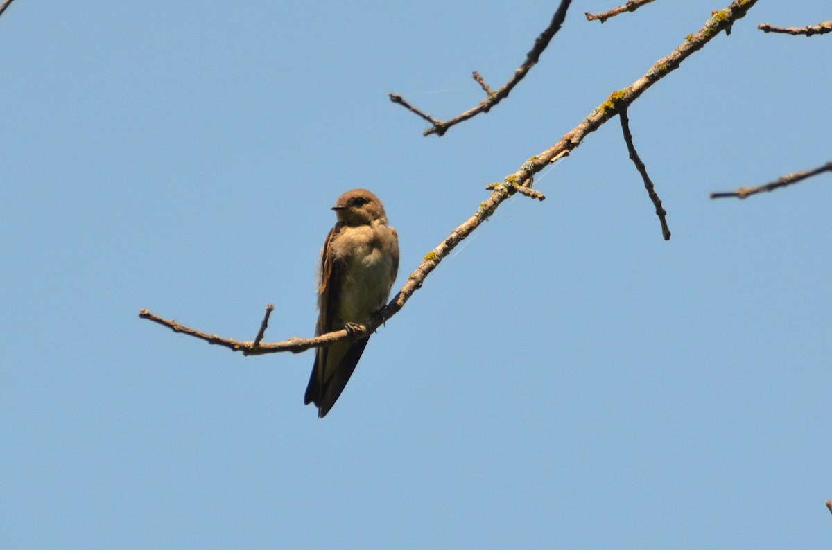 Northern Rough-winged Swallow - ML621684451