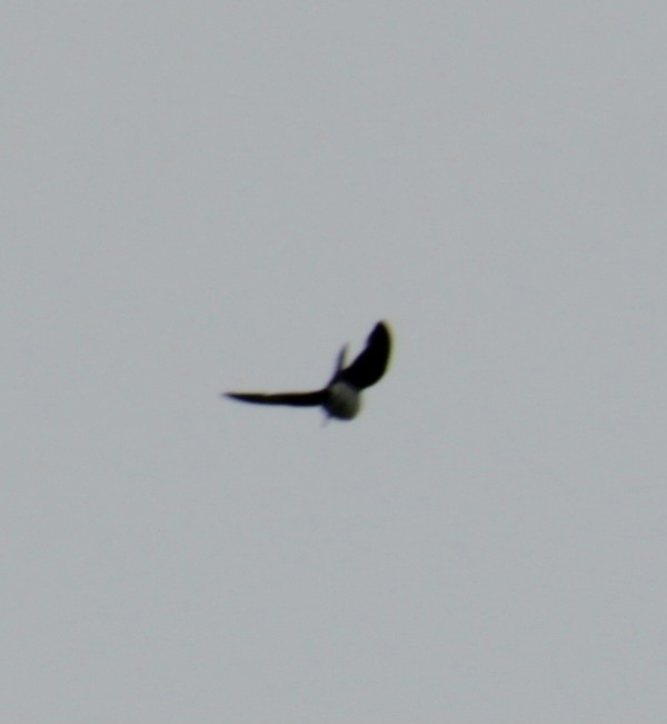 Northern Rough-winged Swallow - ML621684459