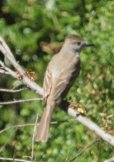 Ash-throated Flycatcher - ML621684592