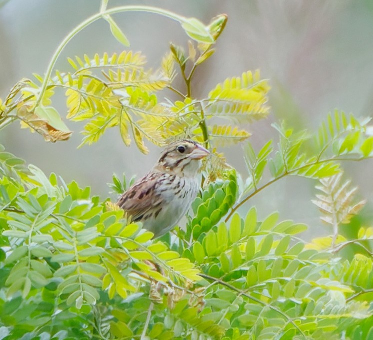 Henslow's Sparrow - ML621684641