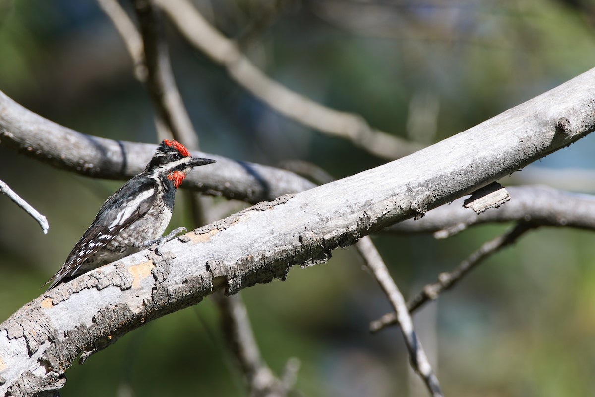 Red-naped Sapsucker - ML621684805