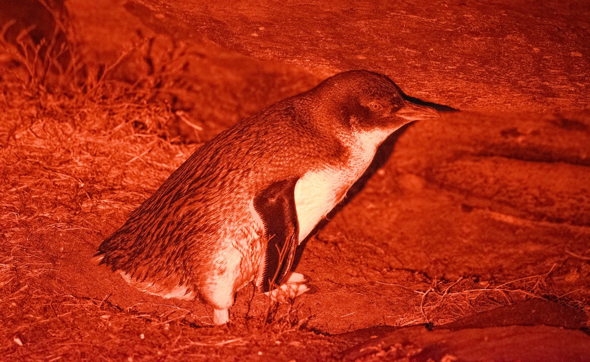 Little Penguin - ML621684828