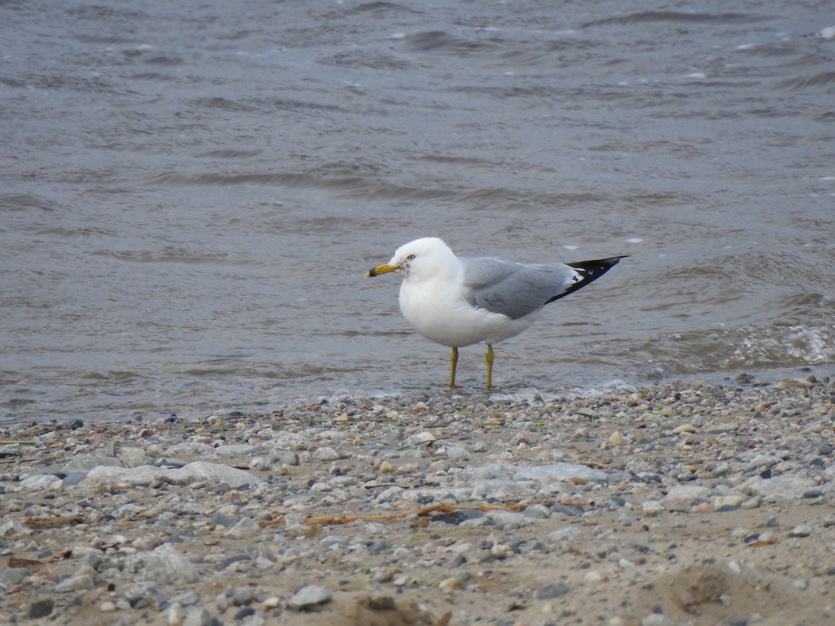 Ring-billed Gull - ML621684849