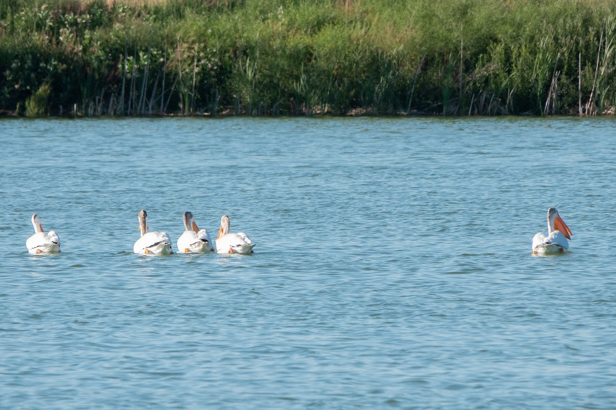 American White Pelican - ML621684861