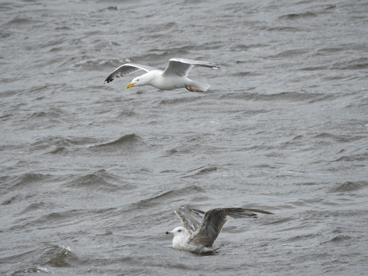 Herring Gull - ML621684868