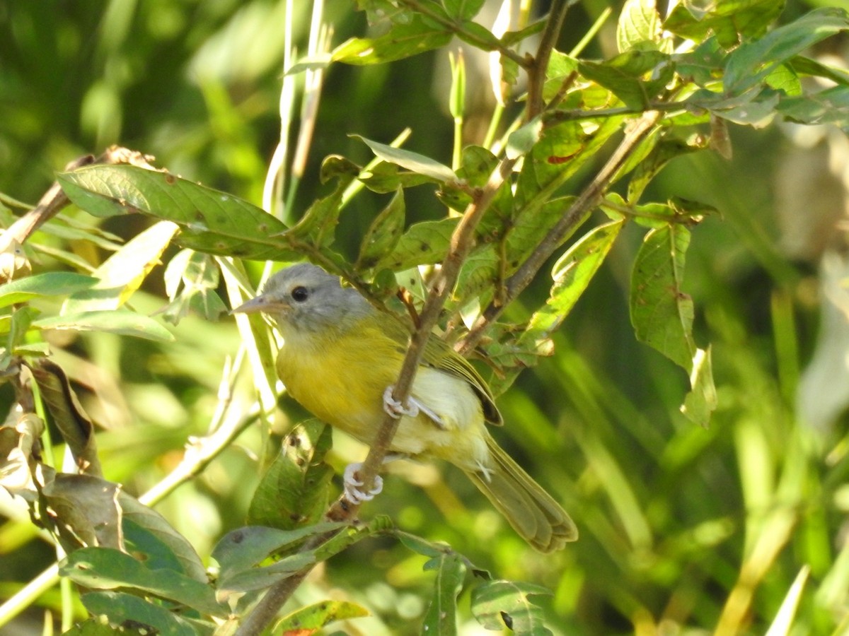 Ashy-headed Greenlet - Leonardo Bordin