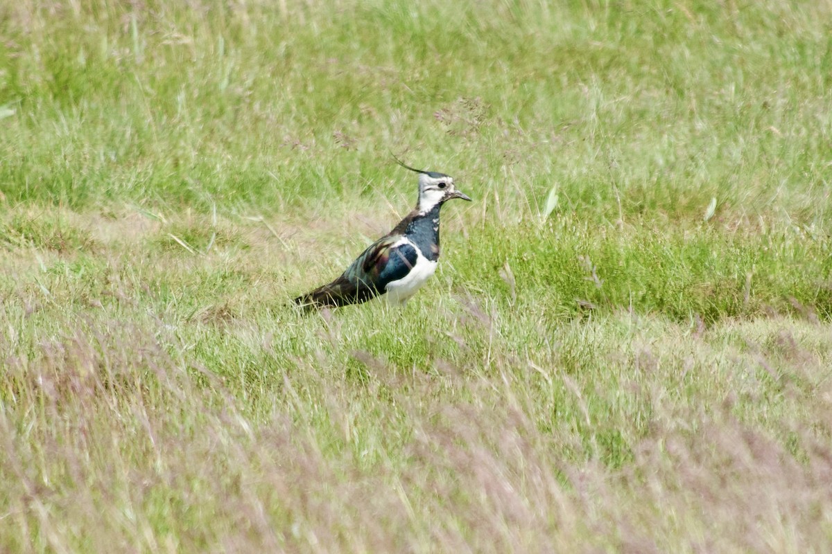 Northern Lapwing - ML621685091