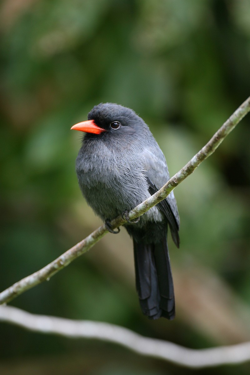 Black-fronted Nunbird - ML621685105