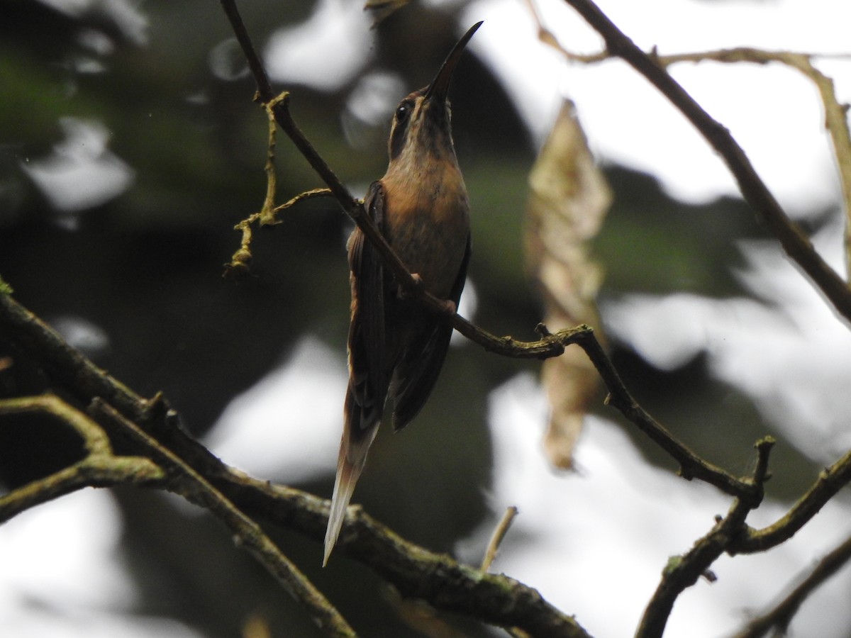 Dusky-throated Hermit - ML621685120