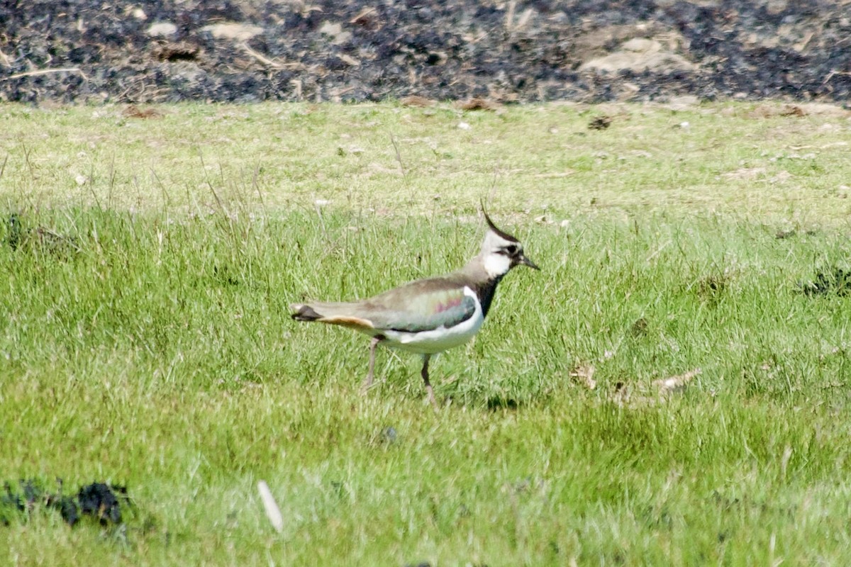 Northern Lapwing - ML621685127