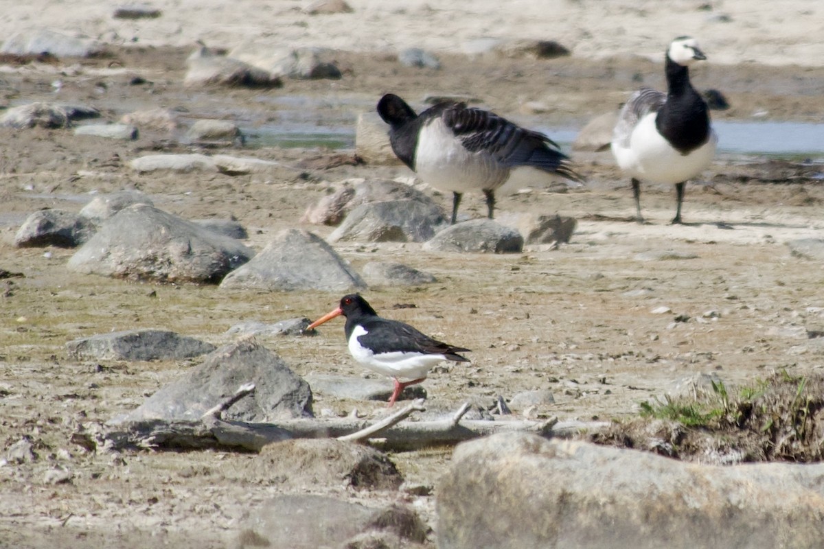 Алаг хясаач - ML621685215