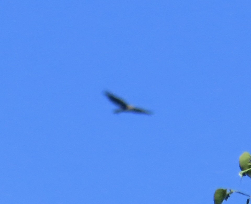 Rough-legged Hawk - ML621685216