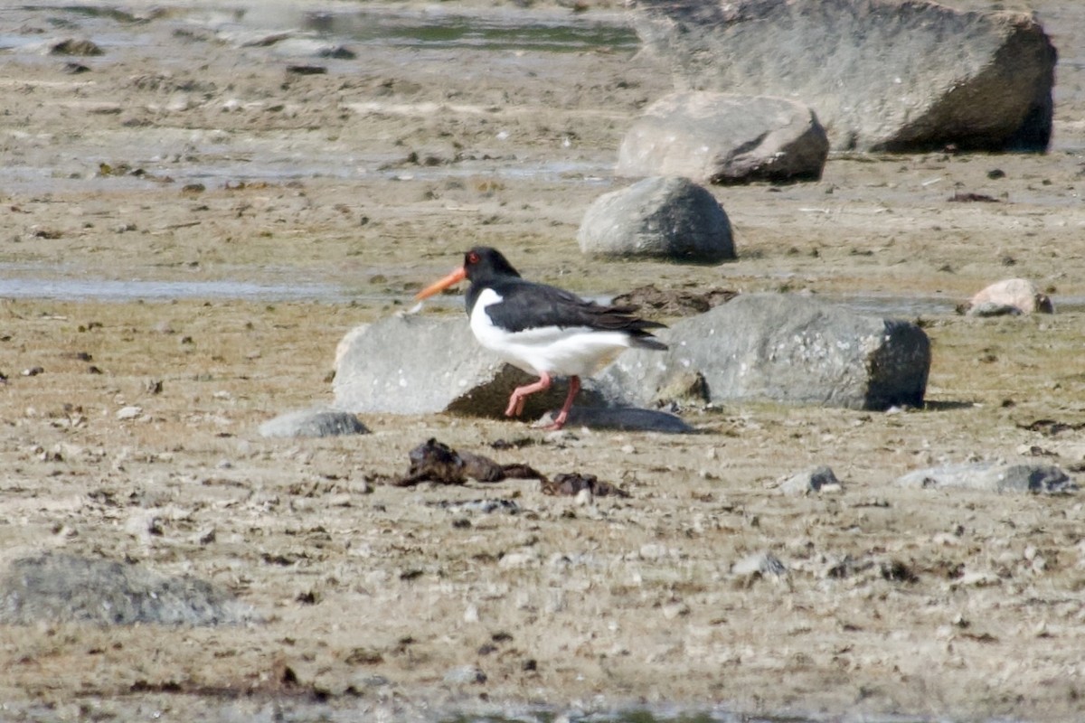 Алаг хясаач - ML621685224