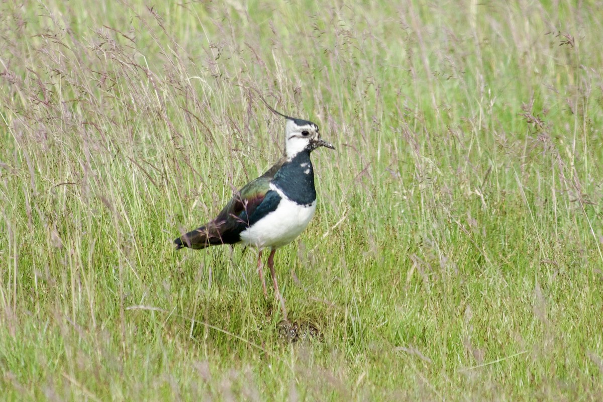 Northern Lapwing - ML621685251
