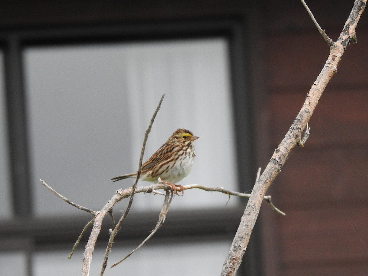 Savannah Sparrow - ML621685305