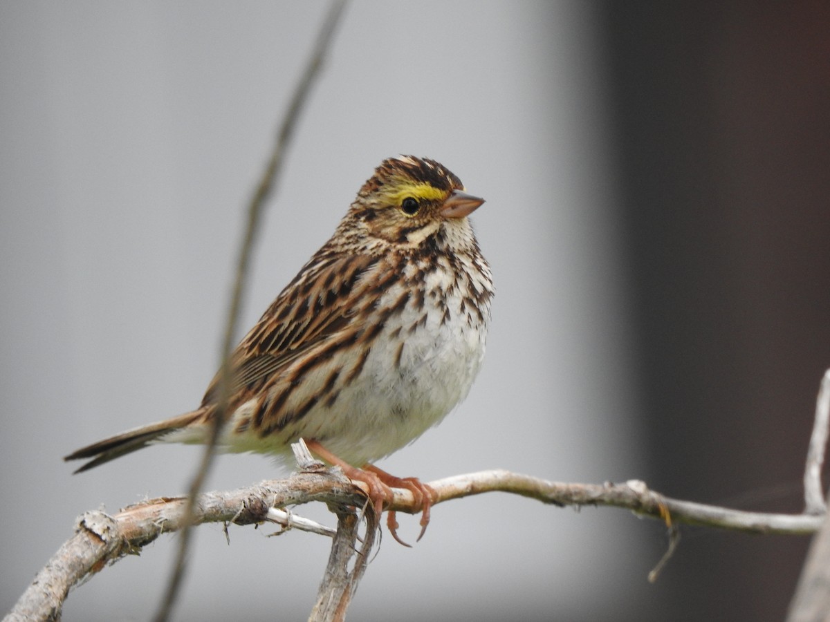 Savannah Sparrow - ML621685306