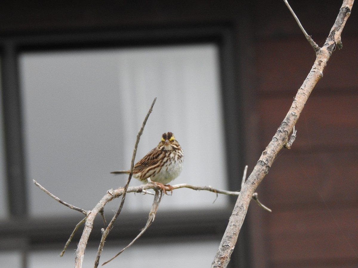 Savannah Sparrow - ML621685307