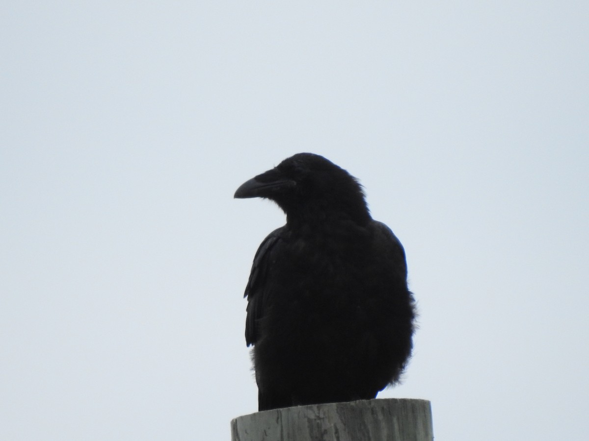 American Crow - ML621685324