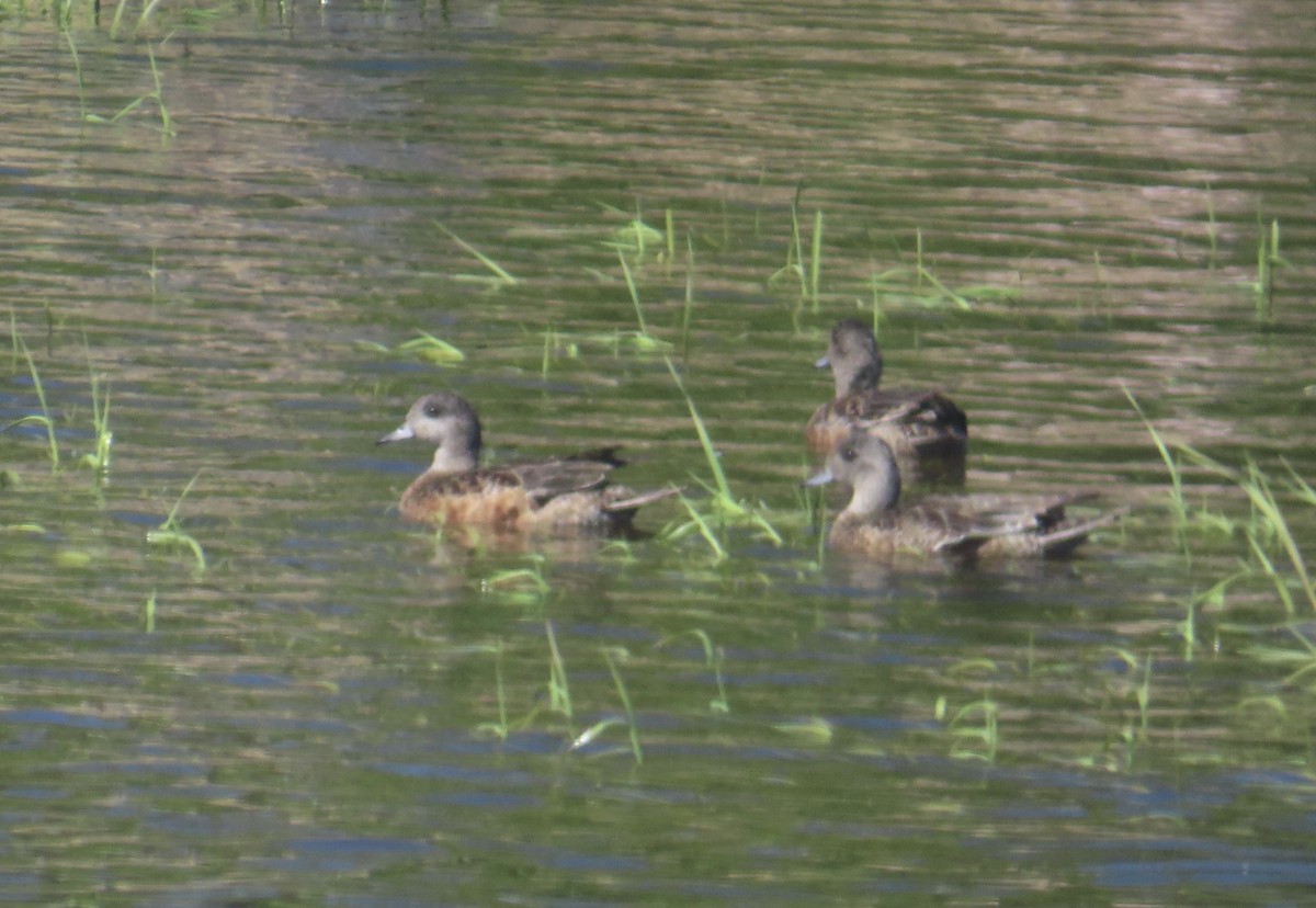 American Wigeon - Evan Houston