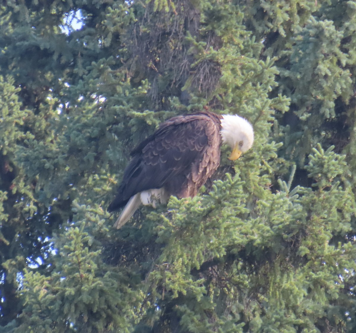 Bald Eagle - ML621685371