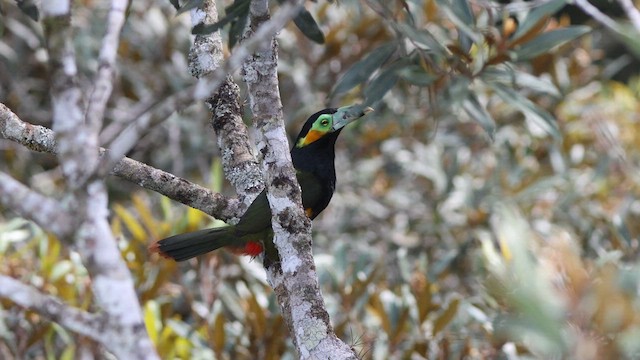 Toucanet à bec tacheté - ML621685421