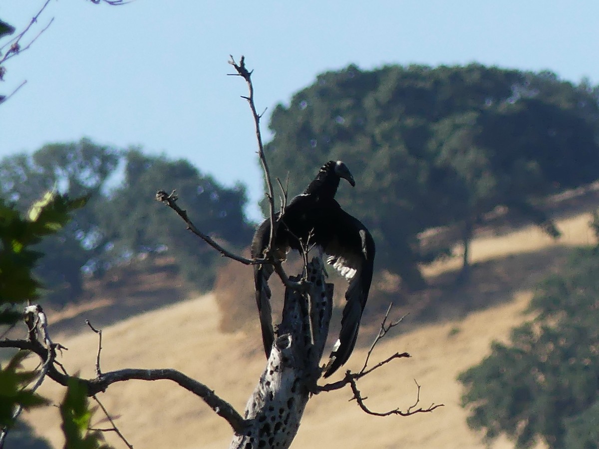 Turkey Vulture - ML621685429