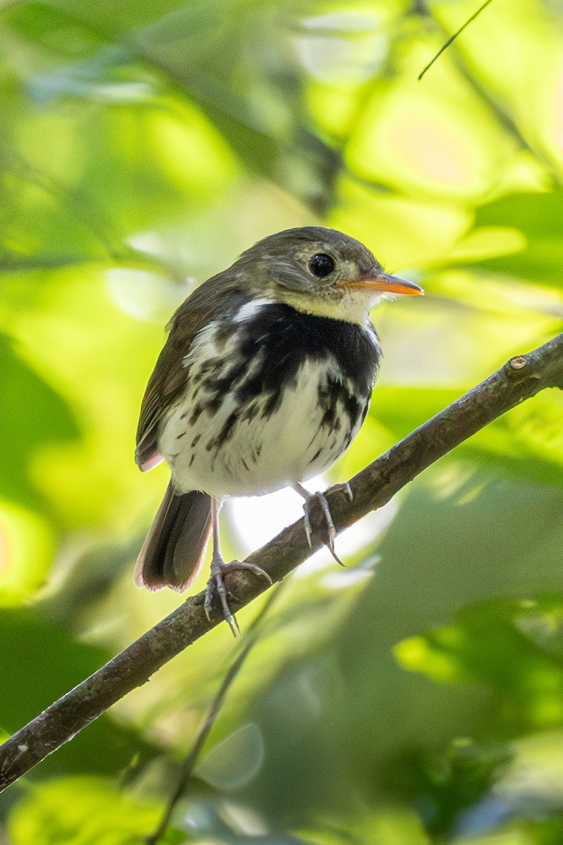 Southern Antpipit - ML621685436