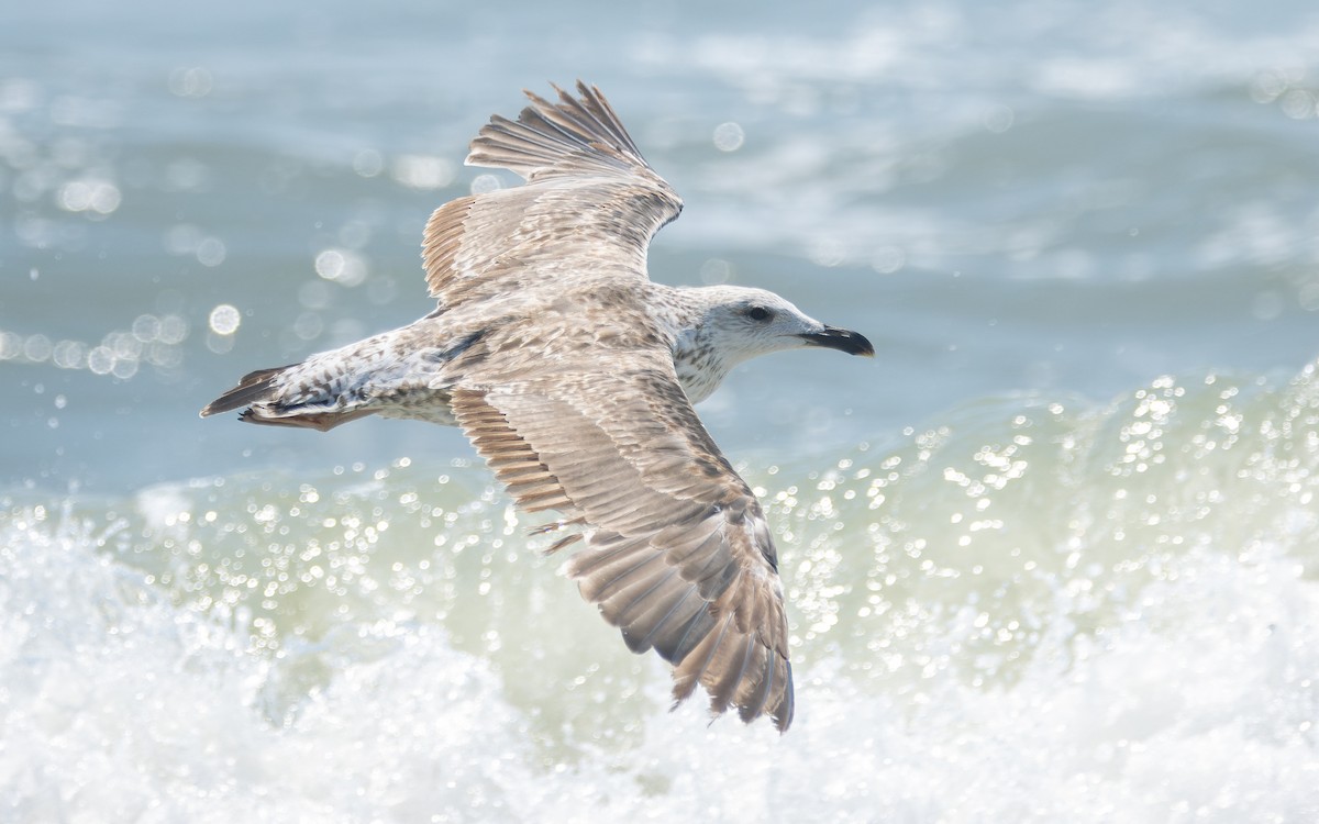 Lesser Black-backed Gull - ML621685498