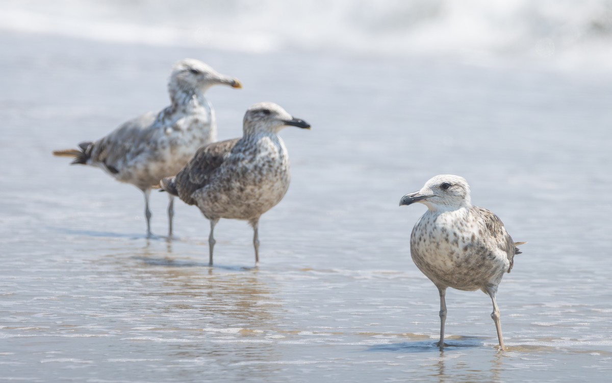 Lesser Black-backed Gull - ML621685500