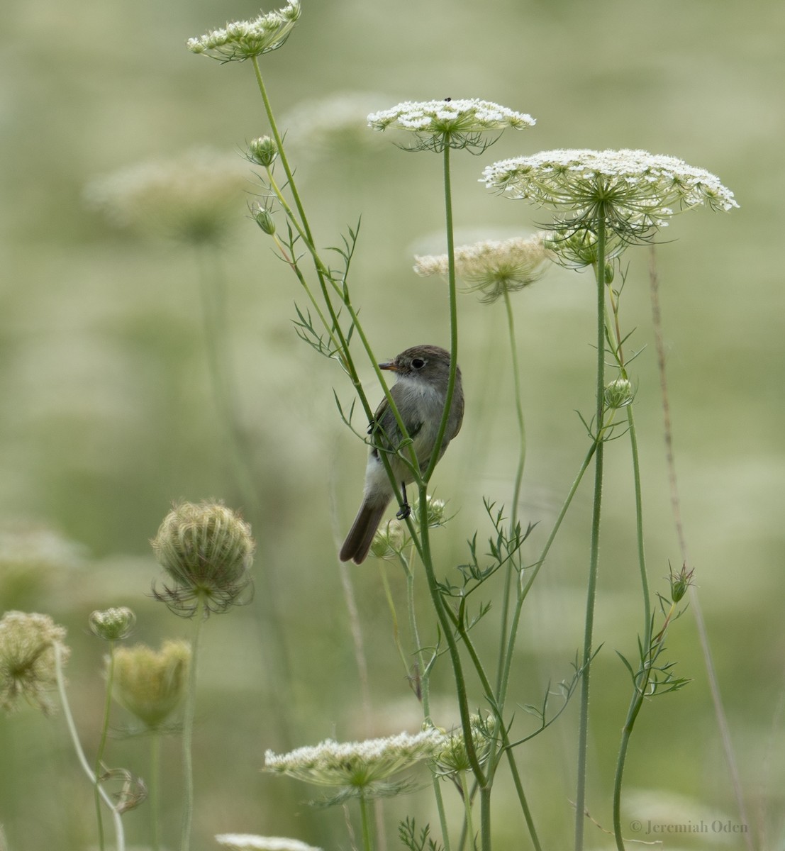 Least Flycatcher - ML621685579