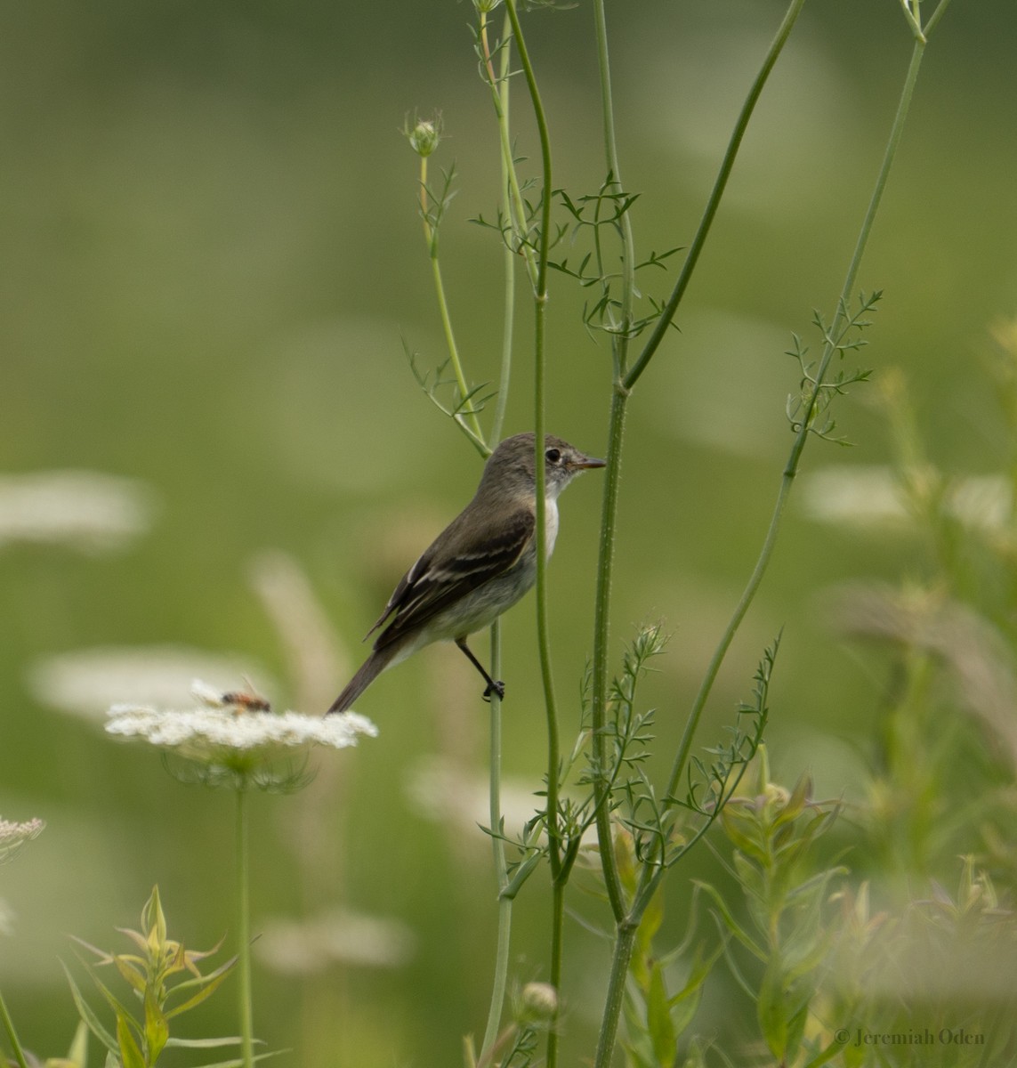 Least Flycatcher - ML621685580