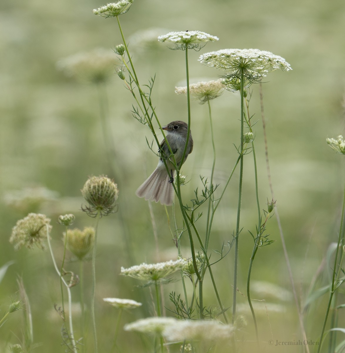 Least Flycatcher - ML621685581