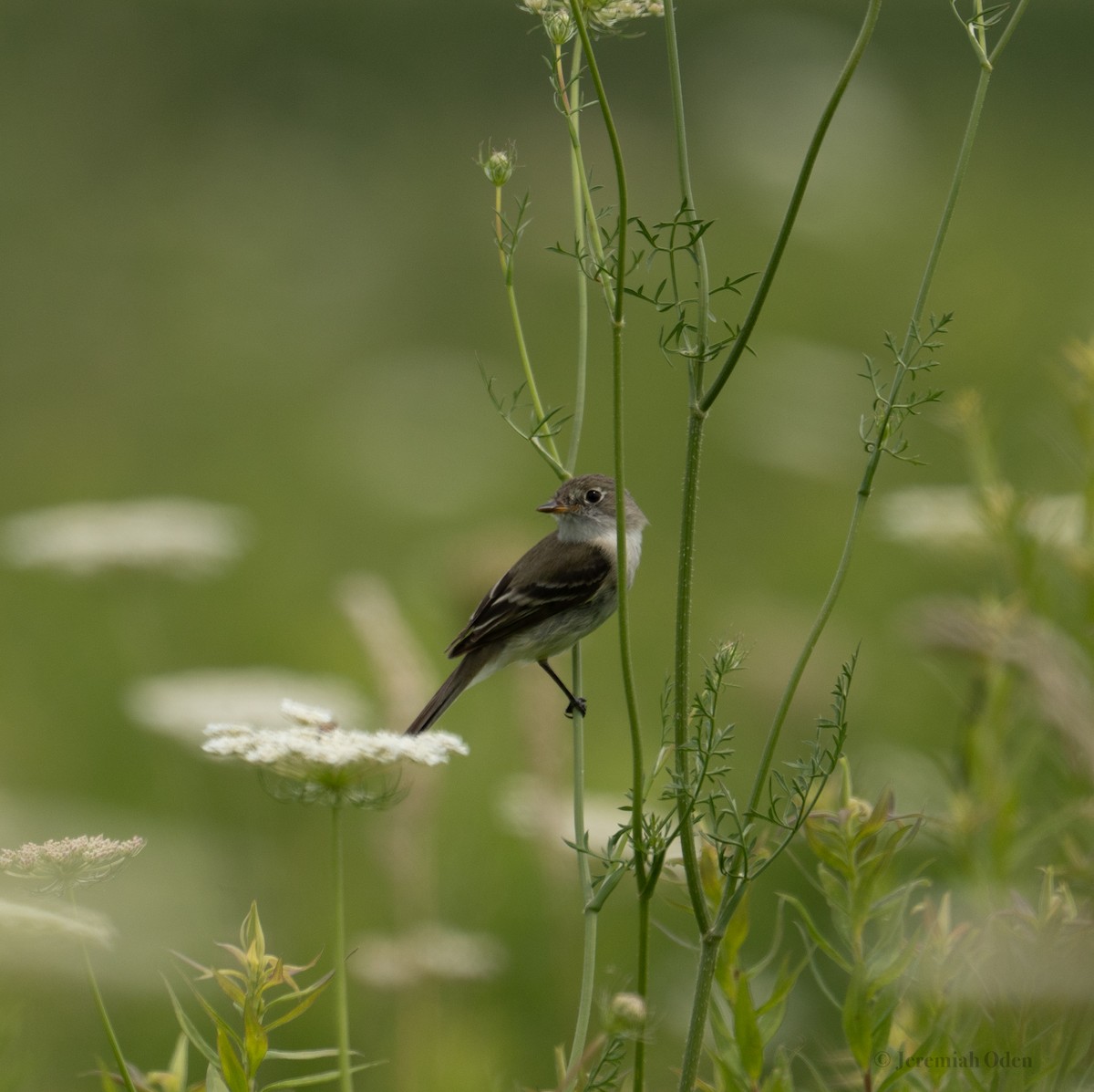 Least Flycatcher - ML621685582