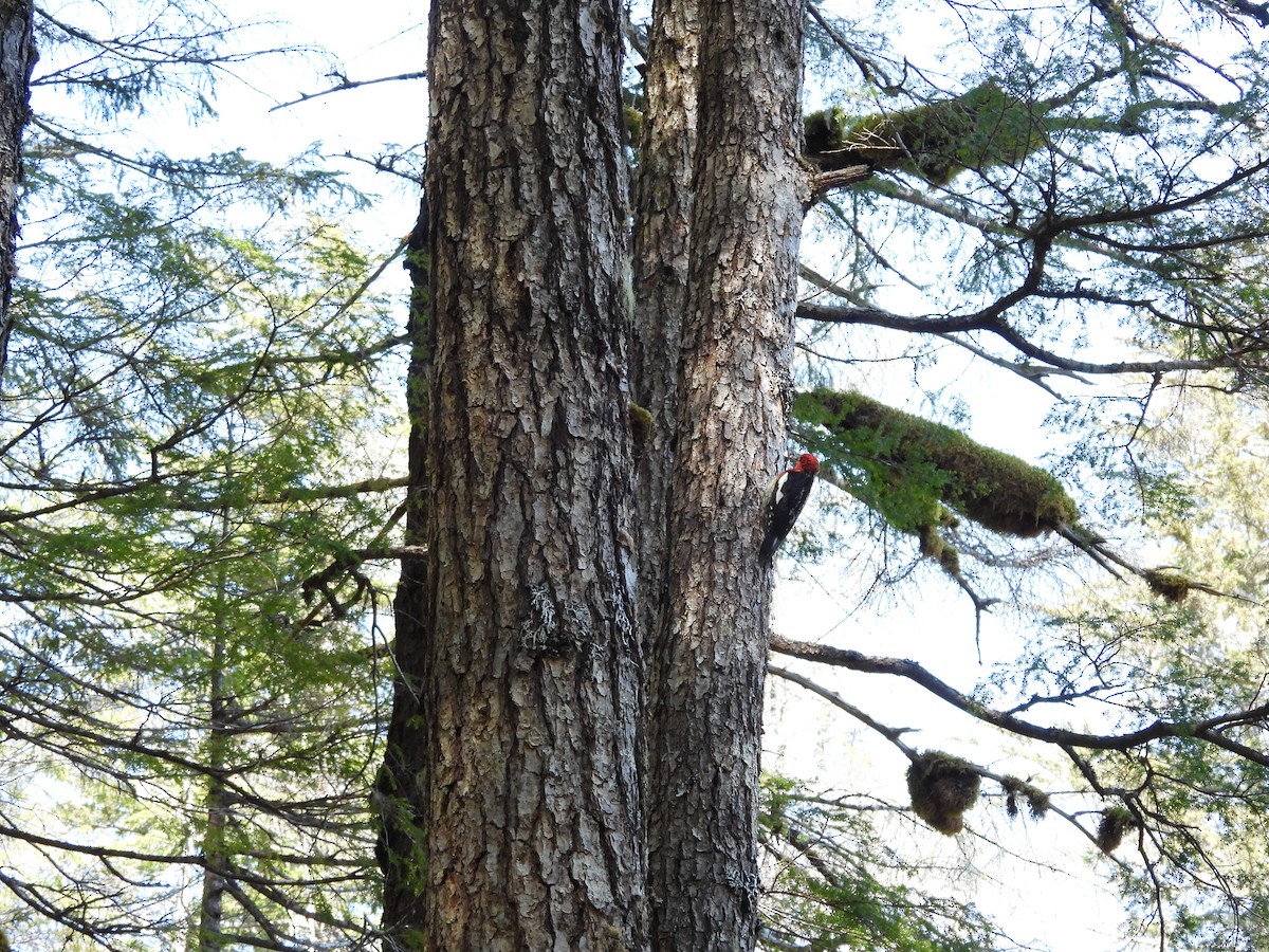 Red-breasted Sapsucker - ML621685603