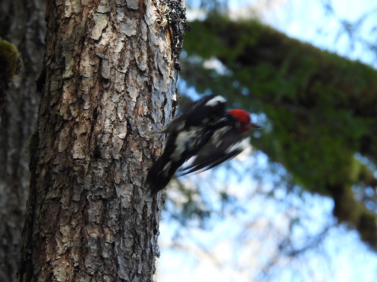 Red-breasted Sapsucker - ML621685604