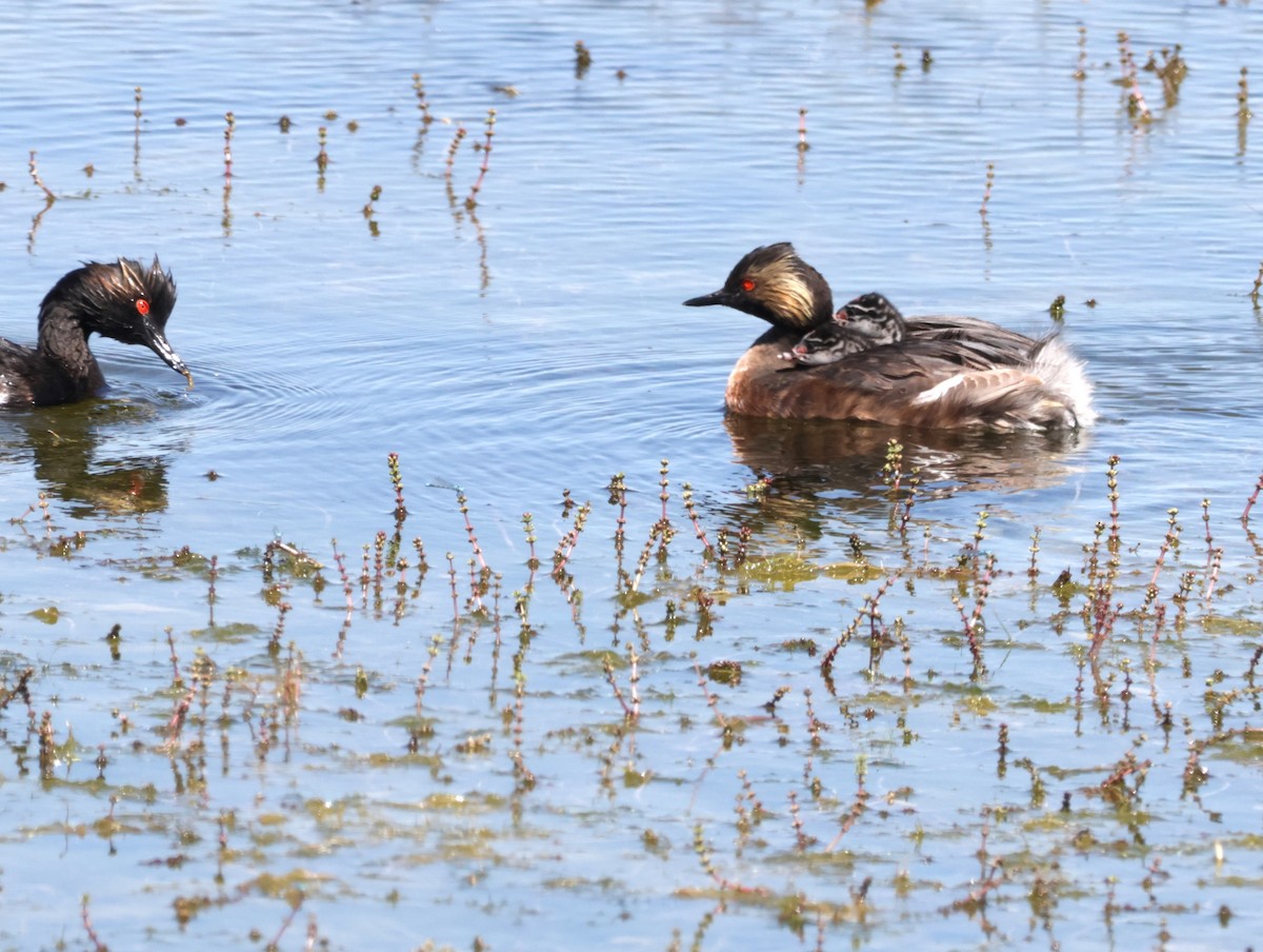 Eared Grebe - ML621685648