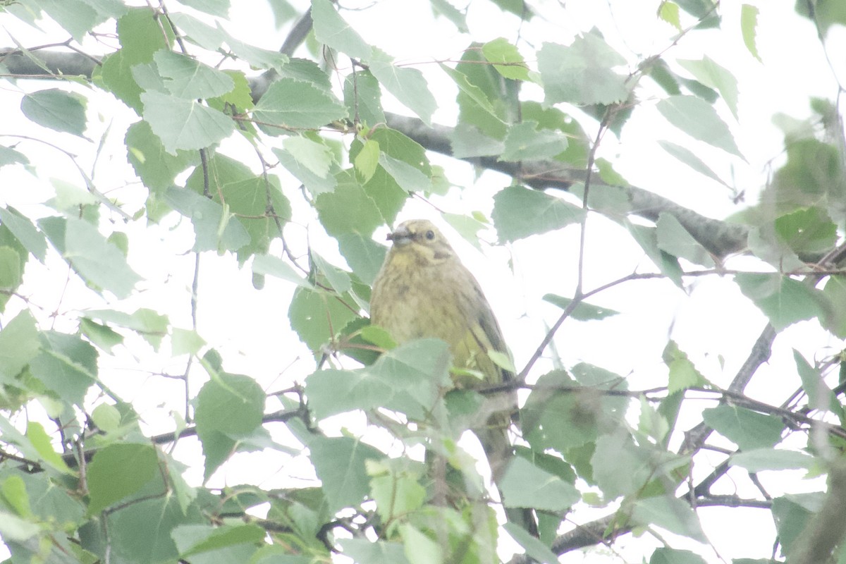 Yellowhammer - ML621685662