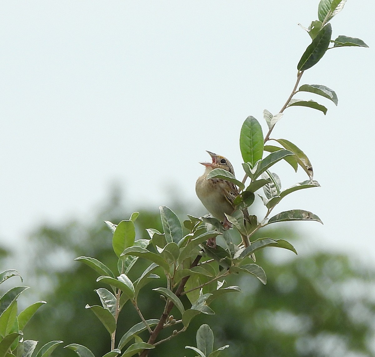 Grasshopper Sparrow - ML621685734