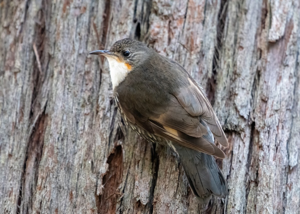 White-throated Treecreeper - ML621685739