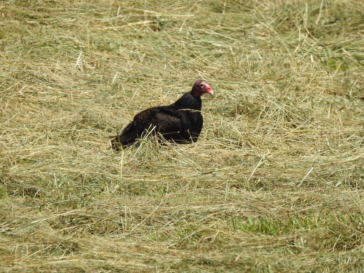 Turkey Vulture - ML621685745