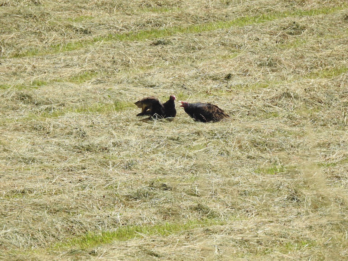 Turkey Vulture - ML621685746