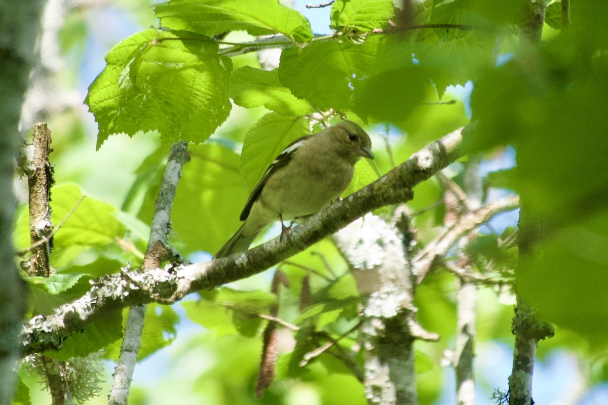 Common Chaffinch - ML621685750