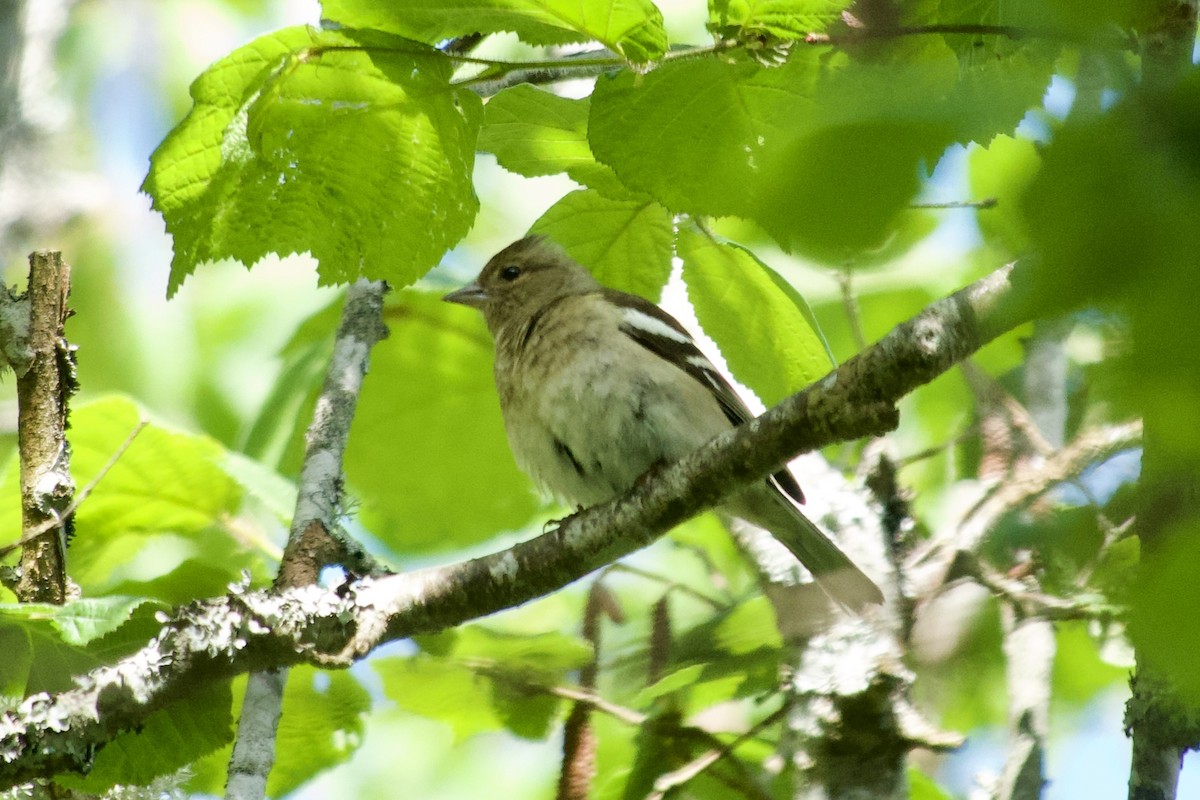 Common Chaffinch - ML621685751